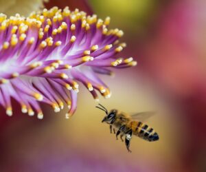 Was kann ich für den Bienenschutz tun?