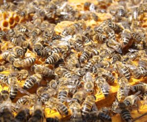 Alles über Bienen