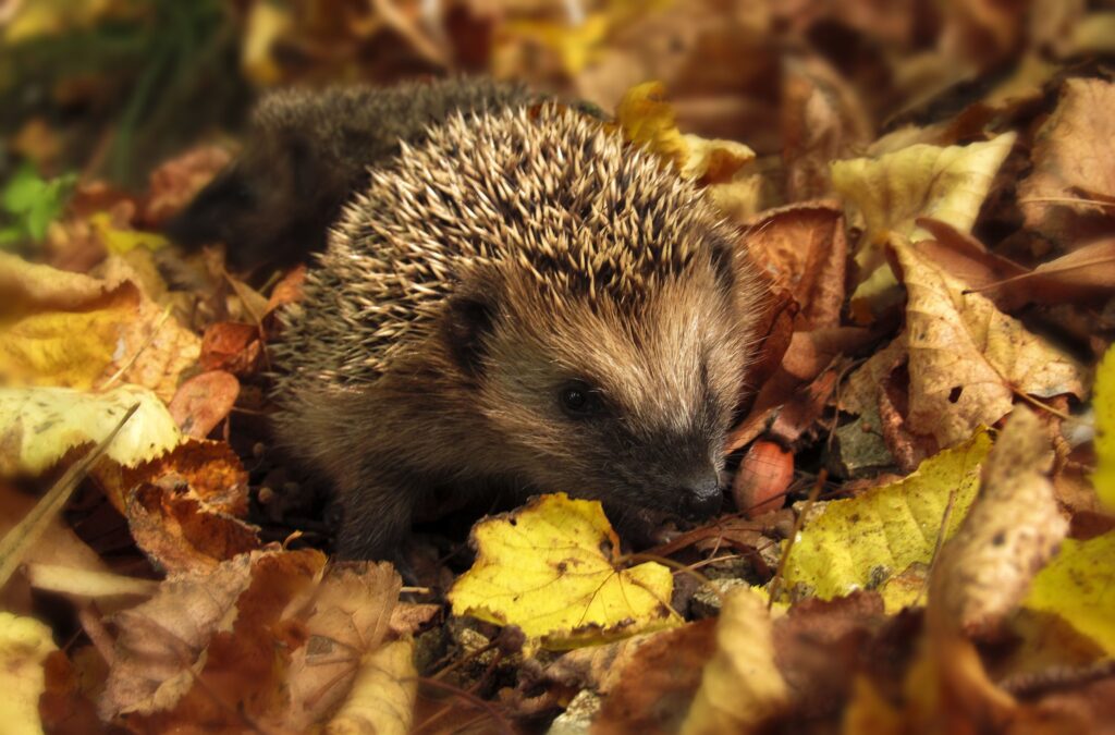 Igel im Herbst