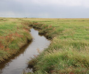 Siedeln im Hochmoor - die Fehnkolonie Papenburg