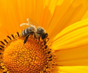 Mehr Insekten auf unseren Ackerfeldern!