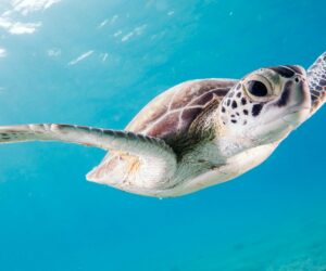Qurzgefasst: Meeresschildkröten