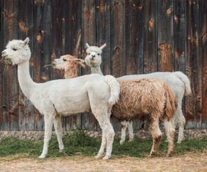 Alpakas auf Kleinanzeigen - Wie man eine Farm startet