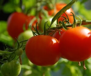 Gemüse und Kräuter selber anbauen? Das geht auch auf dem Balkon!