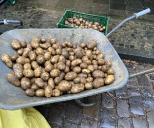 Retten von 13 Tonnen Kartoffeln bei der "Fairteilbar"