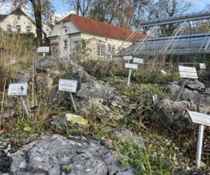 Berufliche Ausbildung an der Uni? Gärtnern im Botanischen Garten