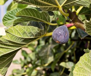 Behind the lyrics: Chloe Slater "fig tree"