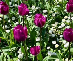 Qurzgefasst Geheimnis der Tulpe