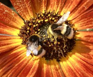 Bienensterben - Warum wir mehr über die kleinen Brummer reden sollten