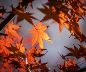 Folge 53: Sangu Mandanna - Miss Moons höchst geheimer Club für ungewöhnliche Hexen