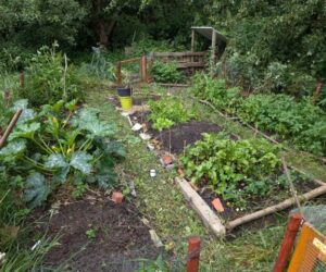 Naturgärtnern mitten in der Stadt: Der Gemeinschaftsgarten vom NAJU Münster